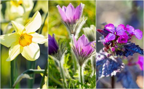 flores da primavera