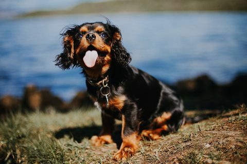 Filhote de cachorro descuidado do rei Charles Spaniel pelo lago