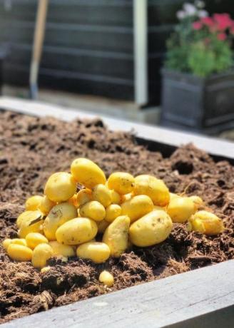 como cultivar batatas