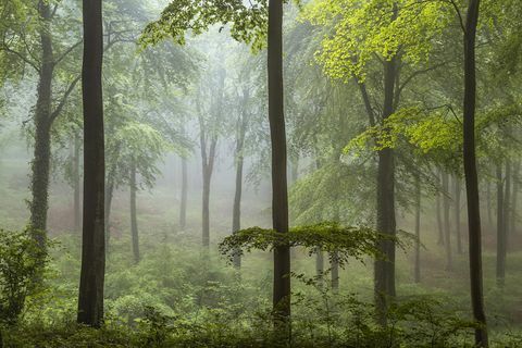 Vencedor do fotógrafo de paisagem do ano 2018