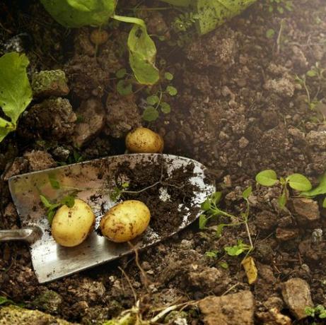 batatas cultivadas em casa de uma estufa