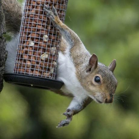 Esquilo cinzento apanhado a roubar nozes de pássaro