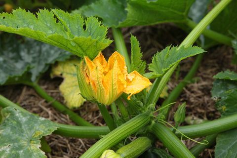 Novas plantas orgânicas de abóbora e pepino