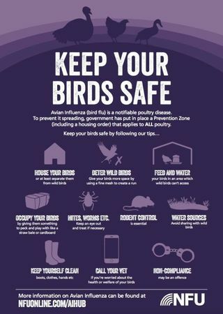 Como proteger as aves domésticas da gripe aviária este ano