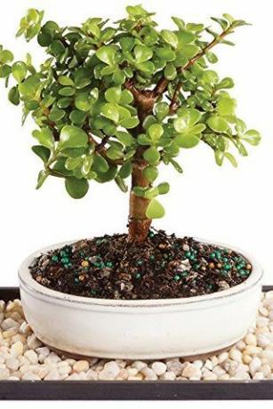 Bonsai Jade Plant