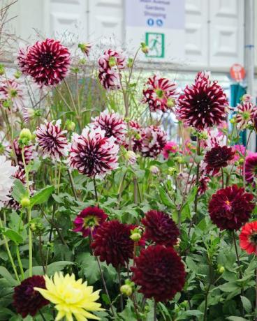 setembro de 2021, rhs chelsea flower show, londres, inglaterra, Reino Unido flores em exibição dentro do grande pavilhão dálias