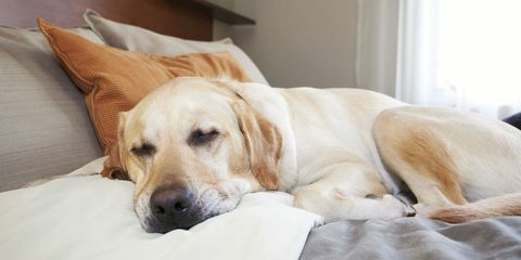 labrador dormindo