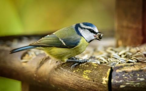 Chapim-azul no alimentador de pássaros no jardim