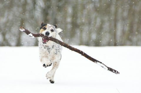 Um Jack Russell correndo com um pau na neve