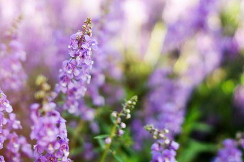 Foco seletivo de campo de lavanda