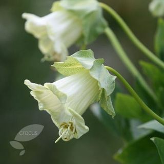 Xícara e pires Cobaea scandens