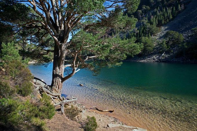 An Lochan Uaine, The Green Lochan, perto de Glenmore no Parque Nacional de Cairngorm, Escócia, Reino Unido