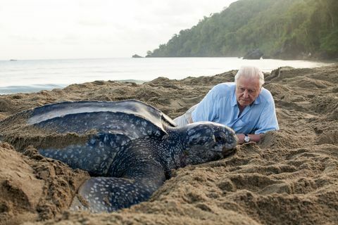 planeta azul 2, david attenborough