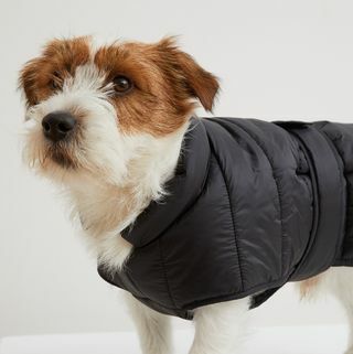 casaco acolchoado para cachorro