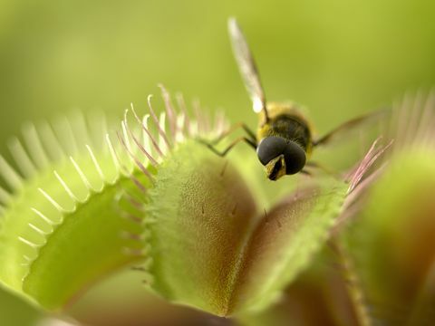 close-up de mosca em pé na armadilha de venus