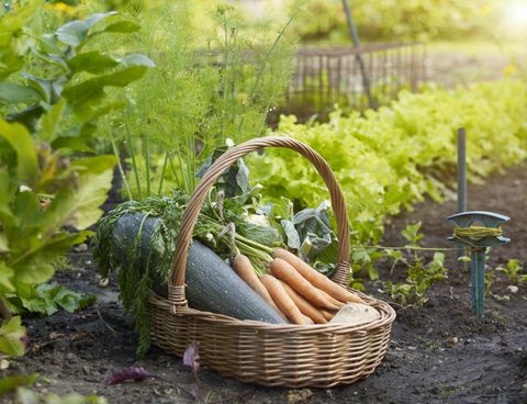 lista de verificação de trabalhos de jardinagem de setembro