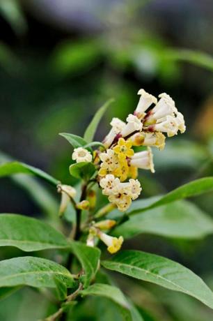 Flor, Planta com flor, Planta, Planta terrestre, buddleia, família Acerola, 