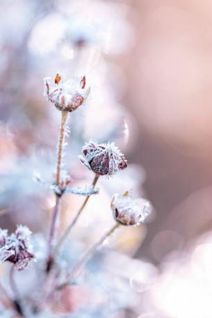 close-up de geada em folhas de plantas no outono