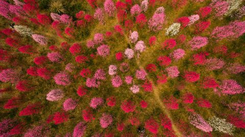 Flores de pêssego em Deyang, Província de Sichuan