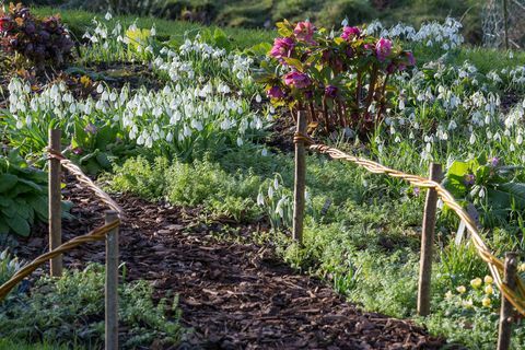 jardim snowdrop