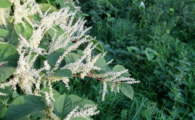 floração de knotweed japonês, erva invasora, classificada como resíduo controlado sob a lei de proteção ambiental de 1990, cresce a partir de minúsculos fragmentos de rizomas na rede subterrânea de caules e raízes, ele se espalha facilmente e pode abrir caminho através do concreto e asfalto, suas raízes podem atingir até 3 m de profundidade aqui no Reino Unido, ter essa erva daninha em seu jardim pode diminuir o valor da sua casa em vários milhares