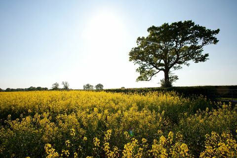 Campo de Kent - campo de flores amarelas e árvore