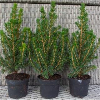 Mini Árvores de Natal - Picea - Ideal para Decoração de Mesa