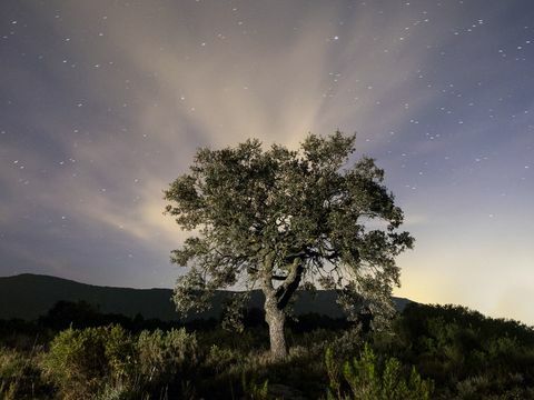 Estrelas no céu noturno do campo