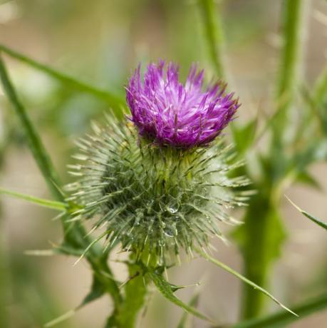 spear thistle, cardo escocês, no jardim rural inglês, Reino Unido