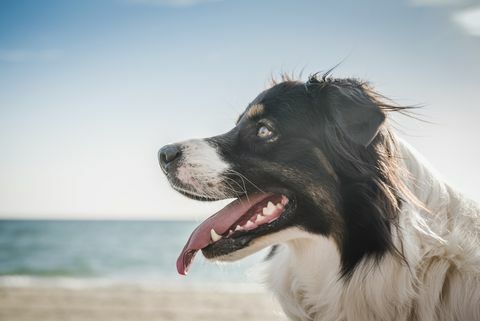 Cachorro na praia