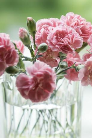 o terraço da casa de campo, cravos rosa dedicados ao dia das mães contra o fundo da naturezacerca de 15 flores de cravo rosa são plantadas em uma tigela de vidro em uma luz suave, contra o verde fresco