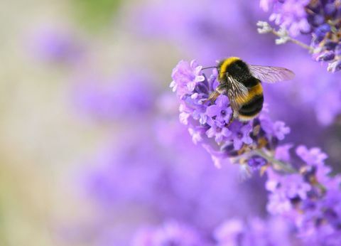 Abelha polinizando flor de lavanda