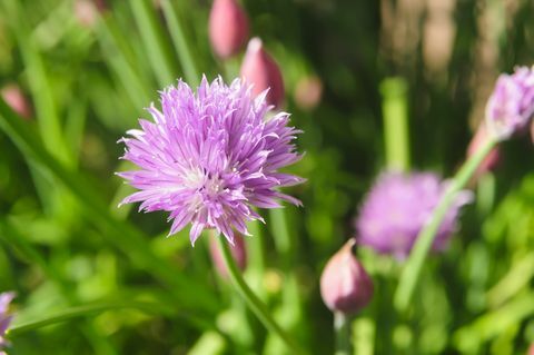 Cebolinha (Allium schoenoprasum) em flor