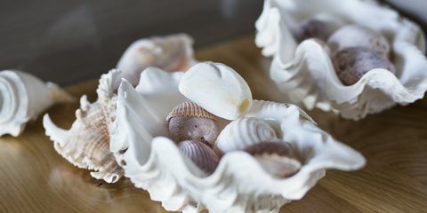 close-up de conchas em uma mesa em casa