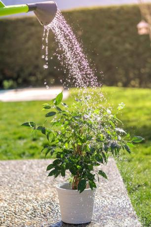 regando o vaso de flores verdes no jardim no dia de verão ensolarado brilhante do regador pequeno ficus benjamina arbusto em vaso branco sob gotas de água à luz do sol