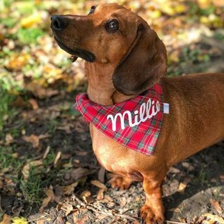 Bandana de Natal Tartan Dog 