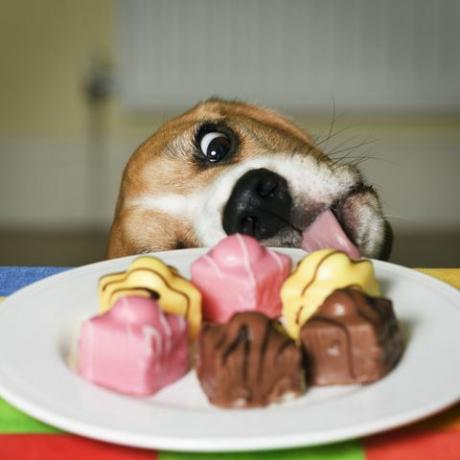 Cachorro tentando lamber um prato de bolos franceses chiques