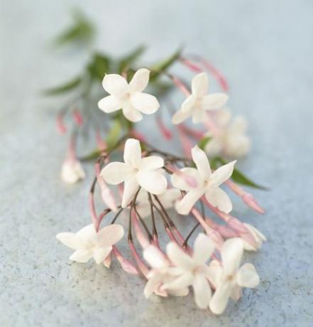 Flores de jasmim frescas