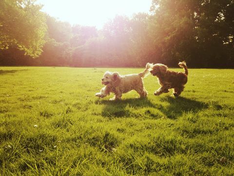 Casal de cães cocker spaniel brincando ao ar livre