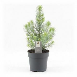 Mini Árvore de Natal - Pinho Silver Crest