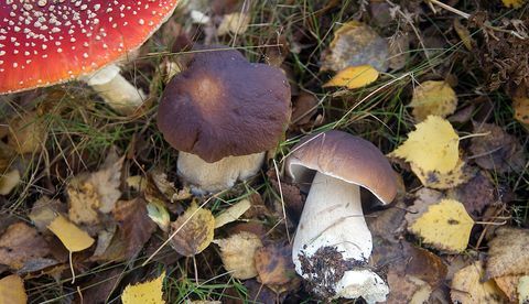 Cogumelos selvagens crescendo na Inglaterra, rodeado por folhas caídas
