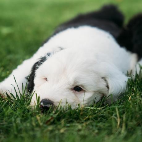 cachorro dulux recebe ninhada de cachorrinhos