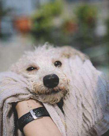 visão em primeira pessoa fpv limpeza e limpeza em um cão poodle de brinquedo de estimação seco após um banho ao ar livre com toalha