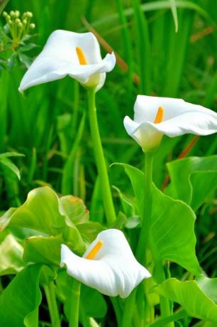 flor de lírio