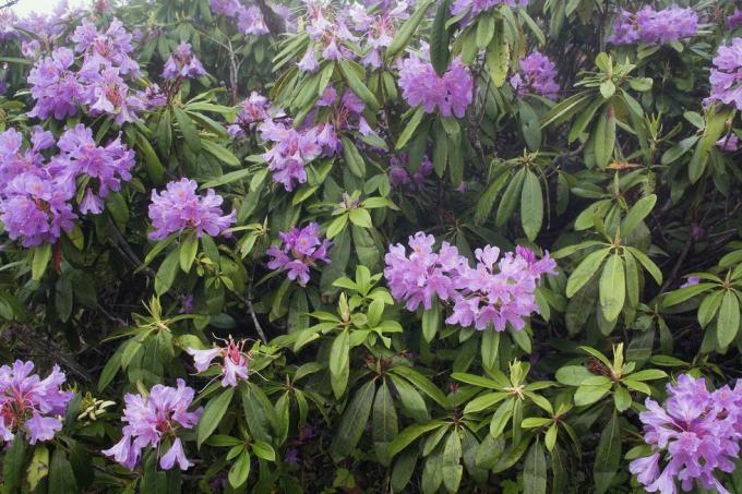 vista das rosas da montanha rododendro ponticum a imagem é capturada na montanha chamada irmã da cidade de trabzon, localizada na região do mar negro, na turquia