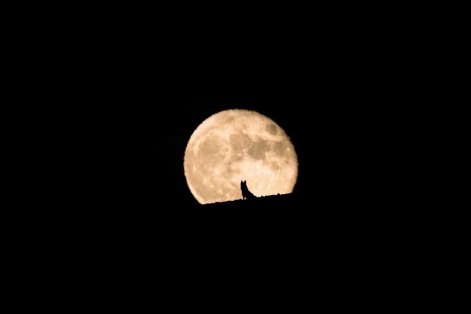 silhueta de um cachorro lobo observando o nascer da lua cheia, lua cheia e silhueta, fotografia de animais de estimação, dia das bruxas