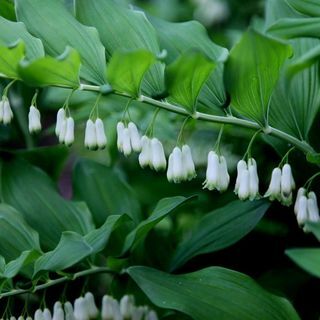 Polygonatum × hybridum