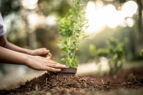 Menina bonitinha plantando árvore jovem em solo preto como salvar o conceito de mundo