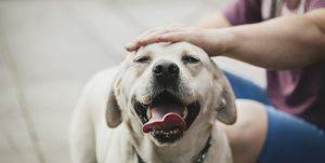 cachorro labrador dourado gostando de ser acariciado por seu dono