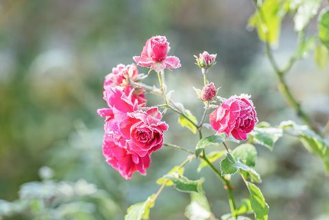 rosas com geada - geadas